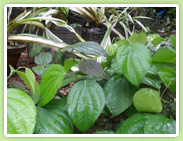 Reshmi Agricultural Nursery